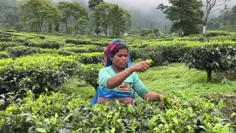 Eine-Statische-Aufnahme-Einer-Armen-Indischen-Bäuerin,-Die-Am-Morgen-Des-Sonnenaufgangs-Auf-Einer-Teeplantage-In-Indien-Teeblätter-Für-Traditionen-Pflückt