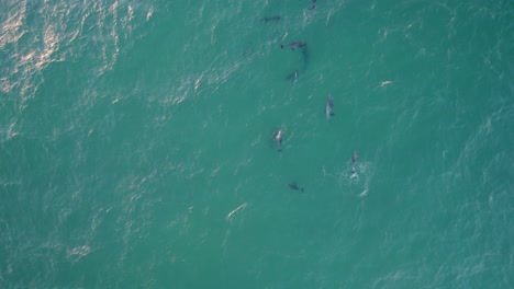 Seagull-Flies-Over-The-Tasman-Sea-With-Pod-Of-Bottlenose-Dolphins-Swimming