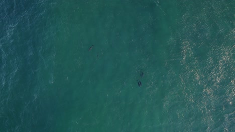 Aerial-View-Of-The-Tasman-Sea-With-A-Pod-Of-Bottlenose-Dolphins---drone-shot
