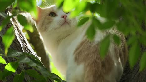 Cat-sitting-somewhere-on-green-leaf-tree-trunk-and-looking-around