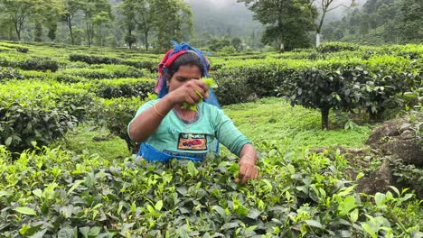 A-cinematic-video-of-a-poor-Indian-women-picking-tea-leaves-at-a-tea-plantation-in-India,-background-nature