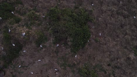 Overhead-View-Of-Seagulls-Sitting-And-Flying-Over-Cook-Island-In-NSW,-Australia