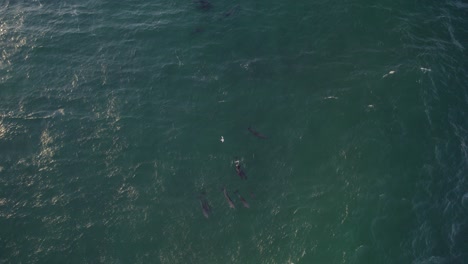 Group-Of-Bottlenose-Dolphins-Swimming-In-The-Tasman-Sea-In-NSW,-Australia---aerial-drone-shot
