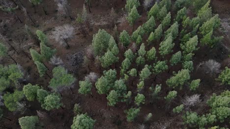 Aerial-view-of-forest-in-Israel,-Katzir-at-sunrise