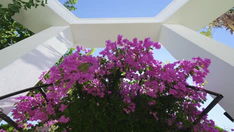 Beautiful-pink-purple-bougainvillea-creeper-flowers-sway-in-wind