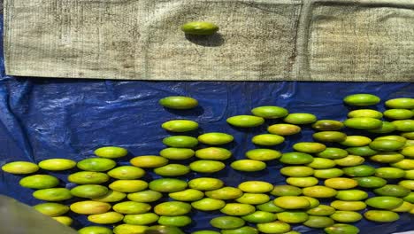 Box-of-green-lime-tahiti,-or-taiti-lemon-in-supermarket,-exposed-to-the-customer
