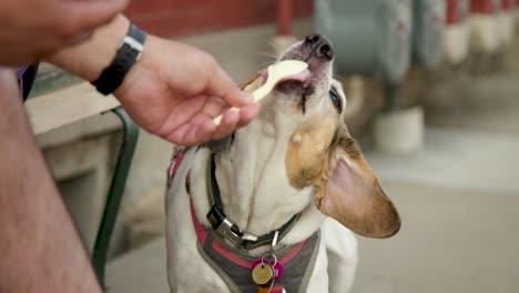 A-dog-happily-enjoys-licking-ice-cream-off-of-his-owner's-spoon