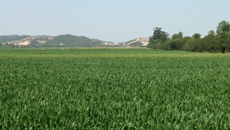 Large-expanse-of-cultivated-fields-of-corn,-its-green-leaves-move-with-the-wind