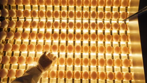 Sorting-and-screening-of-eggs-with-light-on-a-production-line-factory