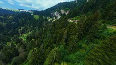 Luftdrohnenansichtsflug-über-Kiefernwald