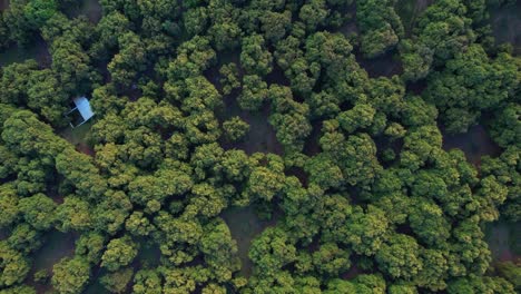 Aufsteigende-Luftaufnahme-Von-Leuchtend-Grünen-Avocadobäumen-In-Mexiko
