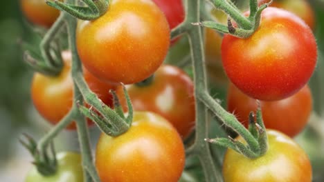 Bunch-Of-Tomatoes-Growing-In-A-Greenhouse-Farm