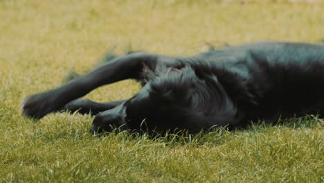 Perro-Negro-Feliz-Rodando-Sobre-La-Hierba-Disfrutando