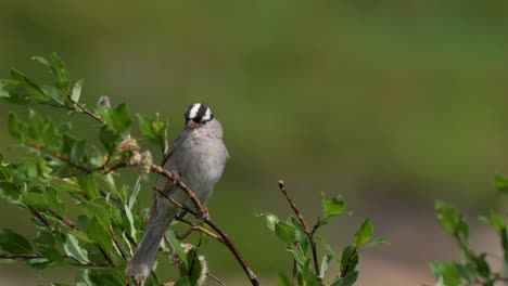 White-Crowned-Sparrow-perched-on-a-branch-while-the-wind-blows-during-the-day,-close-up