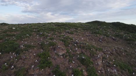Colony-Of-Seabirds-Nesting-On-Cook-Island-In-NSW,-Australia
