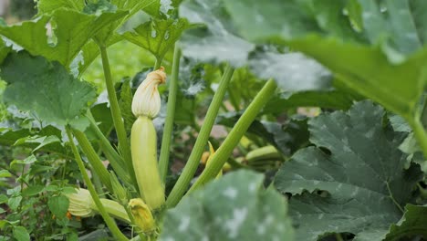 Flowering-and-growing-marrow-squash