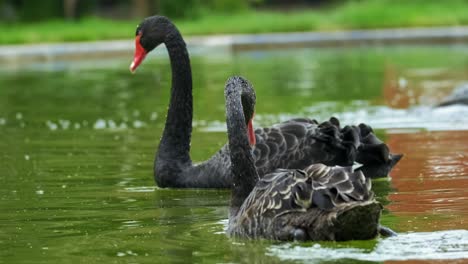 Close-up-shot-of-two-black-swans-swimming-in-the-water-on-a-summer-day