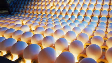 Sorting-and-screening-of-eggs-with-light-on-a-production-line-factory