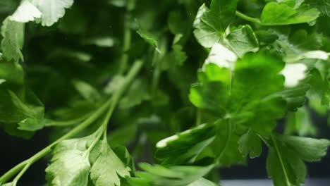 Close-up-slow-motion-shot-of-parsley-leaves-moving-underwater