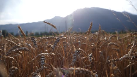 Close-Up-View-Of-Rye-Heads-In-Golden-Wheat-Field