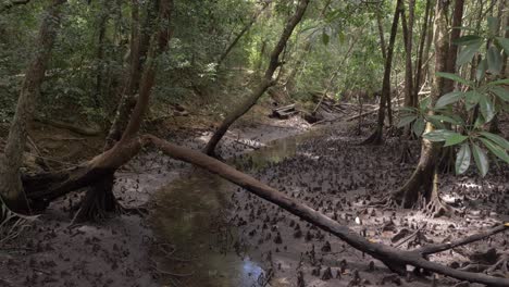 Mangrove-Swamps-At-Rainforest-In-Daintree-National-Park,-Far-North-Queensland,-Australia