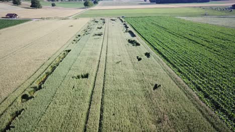 Drone-aerial-view-of-a-wheat-agriculture-field-in-the-Swiss-countryside,-Vaud,-road-and-driving-car-behind