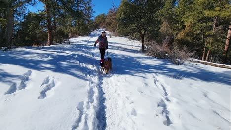 Mujer-Corriendo-Con-Dos-Perros-Lindos-A-Través-De-Un-Sendero-Cubierto-De-Nieve-Con-Correa-En-Una-Caminata-De-Montaña-De-Invierno