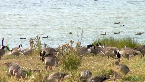 grey-lag-and-Canada-geese-on-the-banks-of-Eyebrook-reservoir-feeding