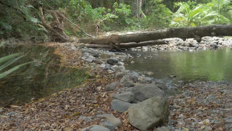 Tronco-De-árbol-Caído-Tumbado-En-El-Río-Que-Fluye-En-La-Selva-Tropical-De-Daintree,-Tribulación-Del-Cabo,-Queensland,-Australia