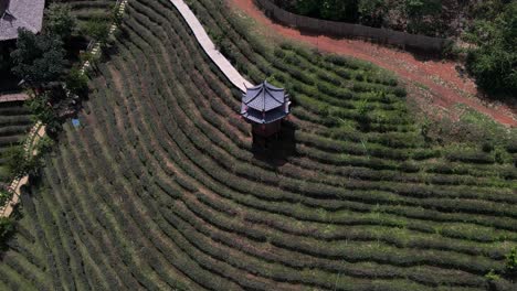 View-of-tea-plantation-in-the-north-of-Thailand-in-early-morning-time-in-Ban-Rak-Tai,-Mueang-Mae-Hong-Son,-Thailand