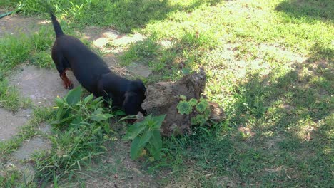 Black-dachshund-sniffing-around-the-tree-trunk-and-playing-with-lizards