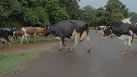 Domestic-Holstein-Friesian-Cattle-Roaming-Freely-In-The-Road-To-Graze-In-The-Field