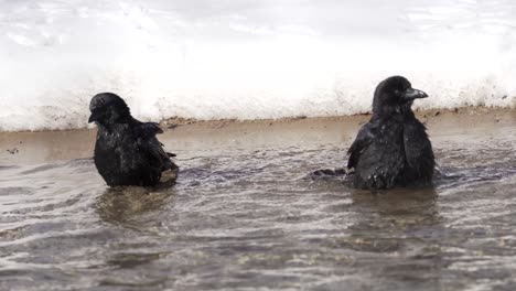 Dos-Pájaros-Negros-Bañándose-En-El-Agua-Durante-El-Invierno-Con-Nieve-Detrás-De-Ellos