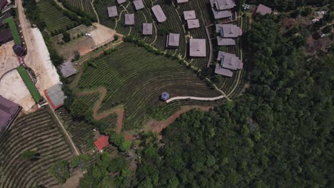 Aerial-bird's-eye-view-over-Rak-Thai-Village-Tea-Plantation-in-mountain-range-in-Ban-Rak-Thai,-Mae-Hong-Son,-Thailand-at-daytime