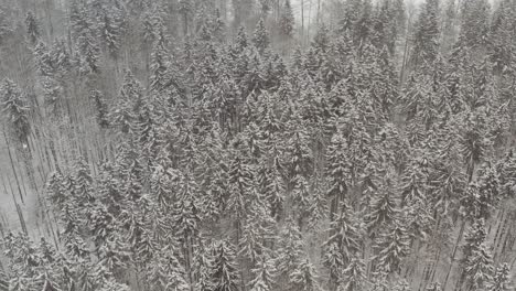 Luftdrohne-Des-Europäischen-Winterwaldes---Bewertet