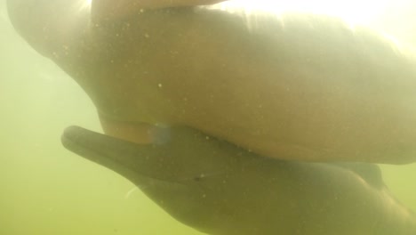 Bebé-Delfín-De-Río-Nadando-Con-Su-Madre