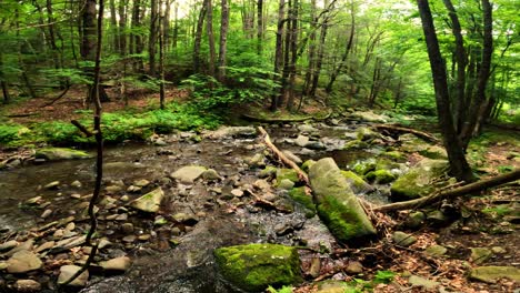 Beautiful,-woodland-stream-in-the-dense,-lush,-green-Appalachian-mountain-forest-during-summer