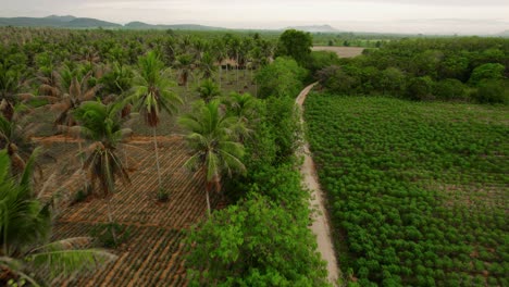 Toma-De-Drones-Del-Paisaje-Rural-Con-Palmeras-En-Tailandia