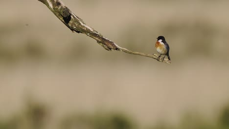 European-stonechat-bird-standing-on-dry-tree-branch,-focus-on-foreground,-day