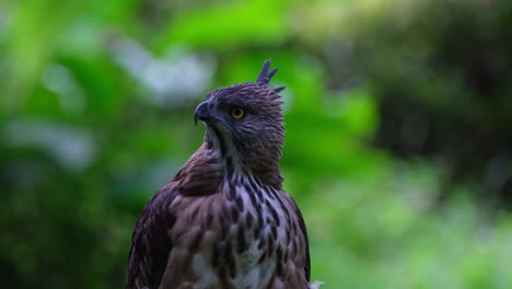Watching-its-surrounding-from-its-left-to-the-right-scanning-for-anything-that-shows,-Pinsker's-Hawk-eagle-Nisaetus-pinskeri,-Philippines