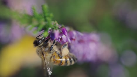 Honey-Bee-sucking-nectar-from-purple-flower,-macro-detail-closeup,-day