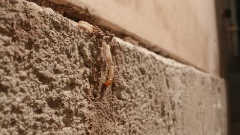 A-couple-of-termites-climbing-to-a-termite-colony-in-the-walls-of-a-garage-in-a-home-shot-on-a-Super-Macro-lens-almost-National-Geographic-style