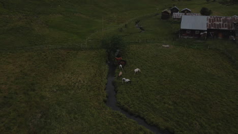 Luftaufnahme-Einer-Gruppe-Von-Pferden,-Die-Morgens-In-Norwegen-Auf-Den-Grünen-Wiesen-Grasen