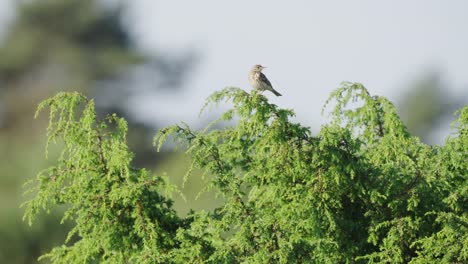 Telephoto-shot-of-Tree-pipit-bird-standing-on-top-of-foliage-tree,-handheld,-day
