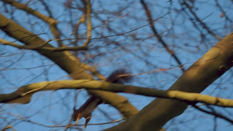 Fast-Squirrel-jumping-through-branches-on-leafless-winter-tree,-tracking-shot