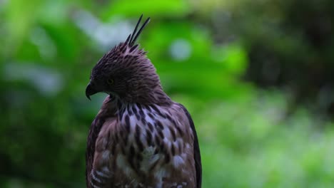 Looking-to-the-left-then-to-the-front-and-then-it-preens-its-front-feathers,-Pinsker's-Hawk-eagle-Nisaetus-pinskeri,-Philippines