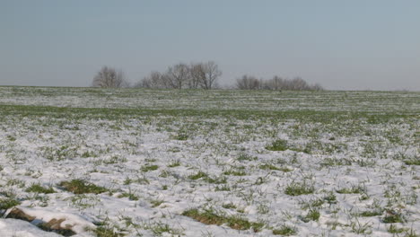 Belgian-countryside-in-winter-with-melting-snow-and-green-grass-with-trees-at-the-horizon