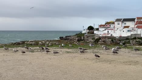 Flock-of-seagulls-in-the-same-position-with-wind-in-the-feather,-City-of-Penihe,-Portugal