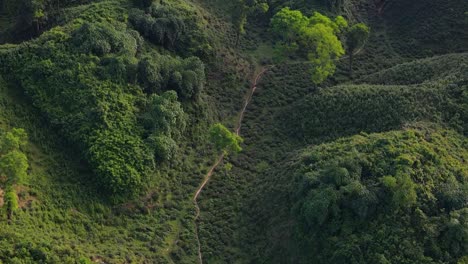 Aerial-view-of-mysterious-jungle-path-goes-through-green-hill-terrain-in-Sylhet,-Bangladesh