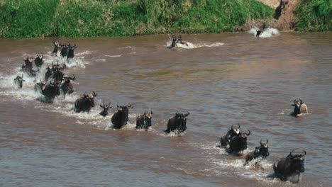 Tracking-shot-of-Wildebeest-migrating-and-crossing-the-Mara-River,-Serengeti,-Tanzania
